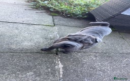 Shar Pei dogs for stud: Blue Shar Pei for Stud duties  - Image 4