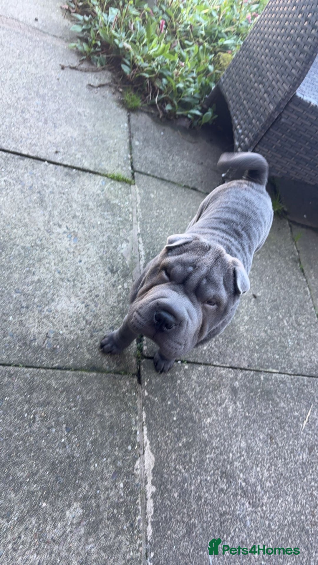 Shar Pei dogs for stud: Blue Shar Pei for Stud duties  - Image 4