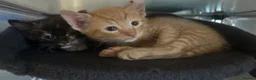 Mixed Breed cats for sale: 1 male 1 female available  - Advert 12