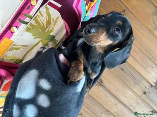 Dachshund dogs MINIATURE DACHSHUND GIRL PUPPY - Advert 17