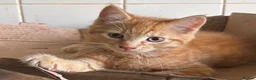 Mixed Breed cats for sale: Ginger kitten for sale  - Advert 5
