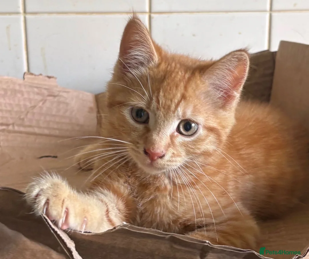 Mixed Breed cats for sale: Ginger kitten for sale  - Advert 5