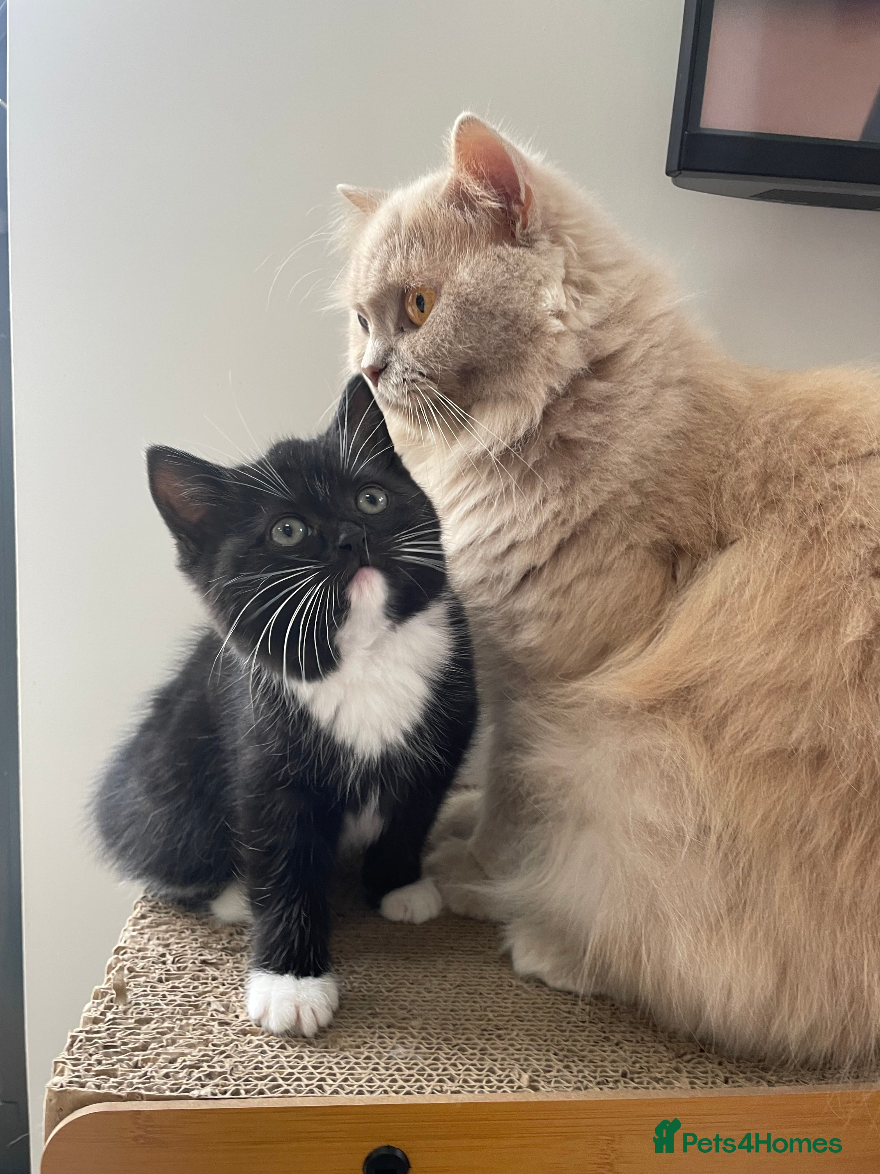 British Longhair cats Stunning litter of British long hair - Advert 9