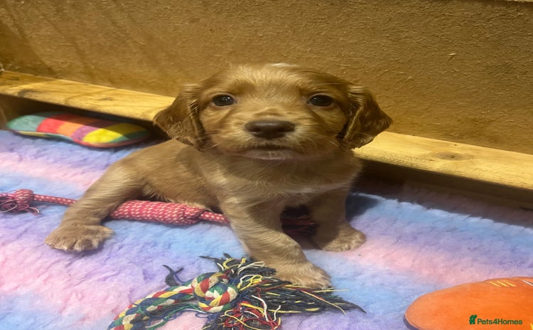 Cocker Spaniel dogs - Advert 4