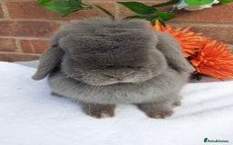 Mini Lop rabbits for sale: 16 months mini lop lilac Doe available  in Retford - Image 1