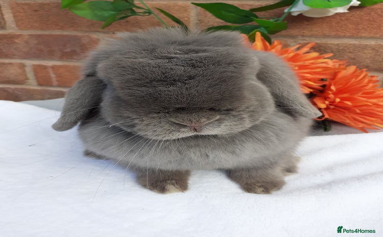 Mini Lop rabbits in Retford - Advert 8