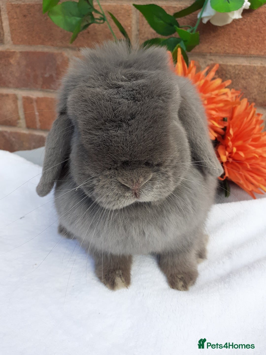 Mini Lop rabbits for sale: 16 months mini lop lilac Doe available  in Retford - Image 1