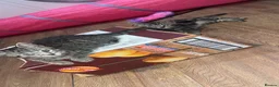 Mixed Breed cats for sale: 2 female kittens for sale  in Rotherham - Advert 6