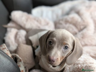 Miniature Dachshund dogs Adorable little of miniature daschunds - Advert 15