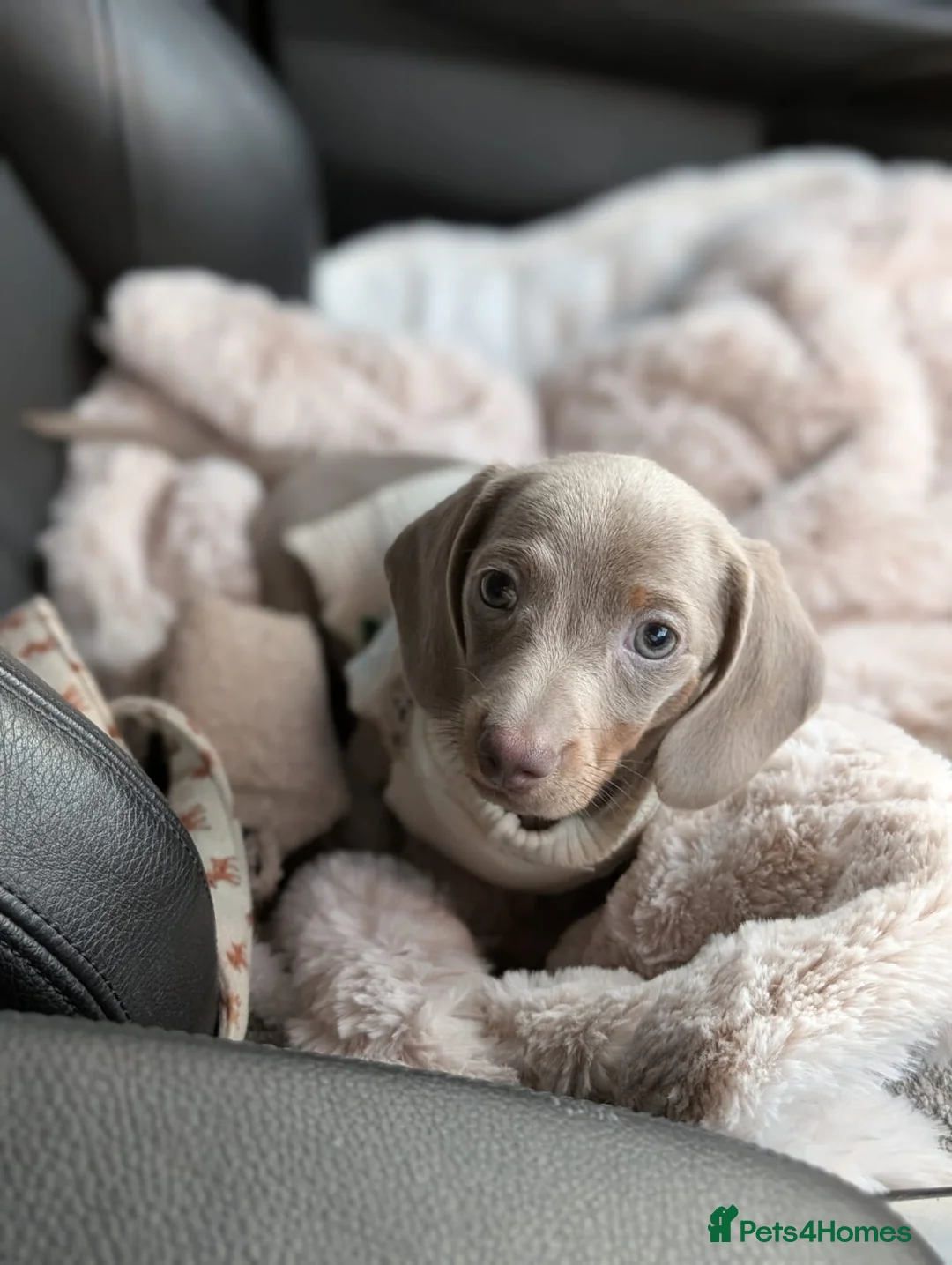 Miniature Dachshund dogs for sale: Lilac and tan miniature daschund puppy - Advert 2