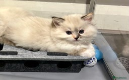 Ragdoll cats for sale: Stunning Ragdoll kitten SHOW/BREEDING -GCCF   - Image 3