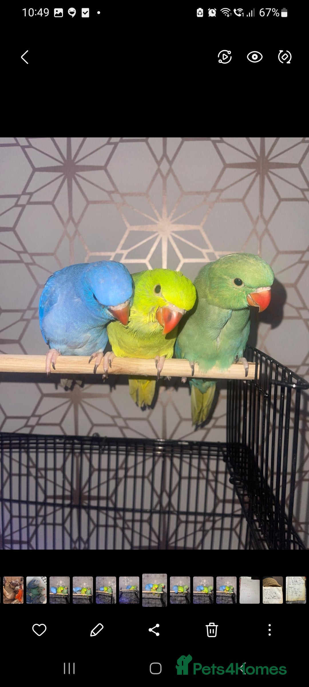 Ringnecks birds for sale: Indianecks  - Image 1