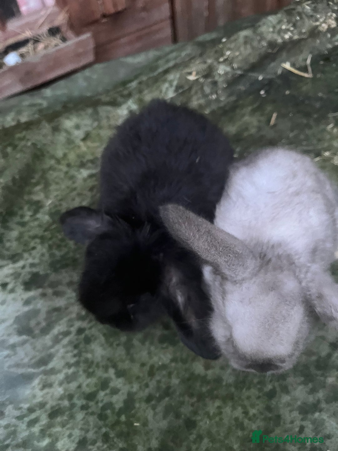 Mini Lop rabbits for sale:  Beautiful mini lop babies - Advert 4