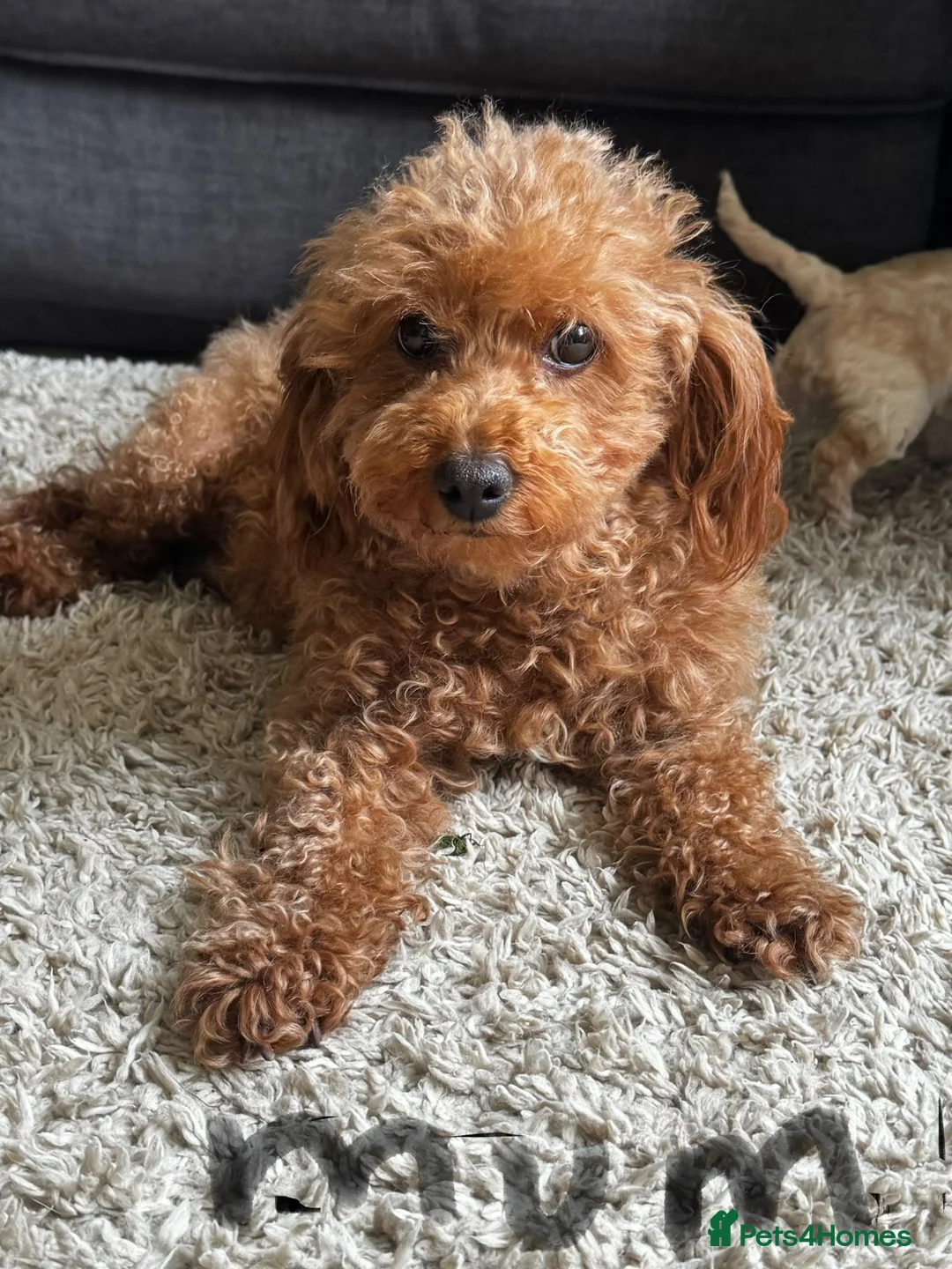 Cockapoo dogs for sale: 1 beautiful brown puppy available in Crewkerne - Advert 1