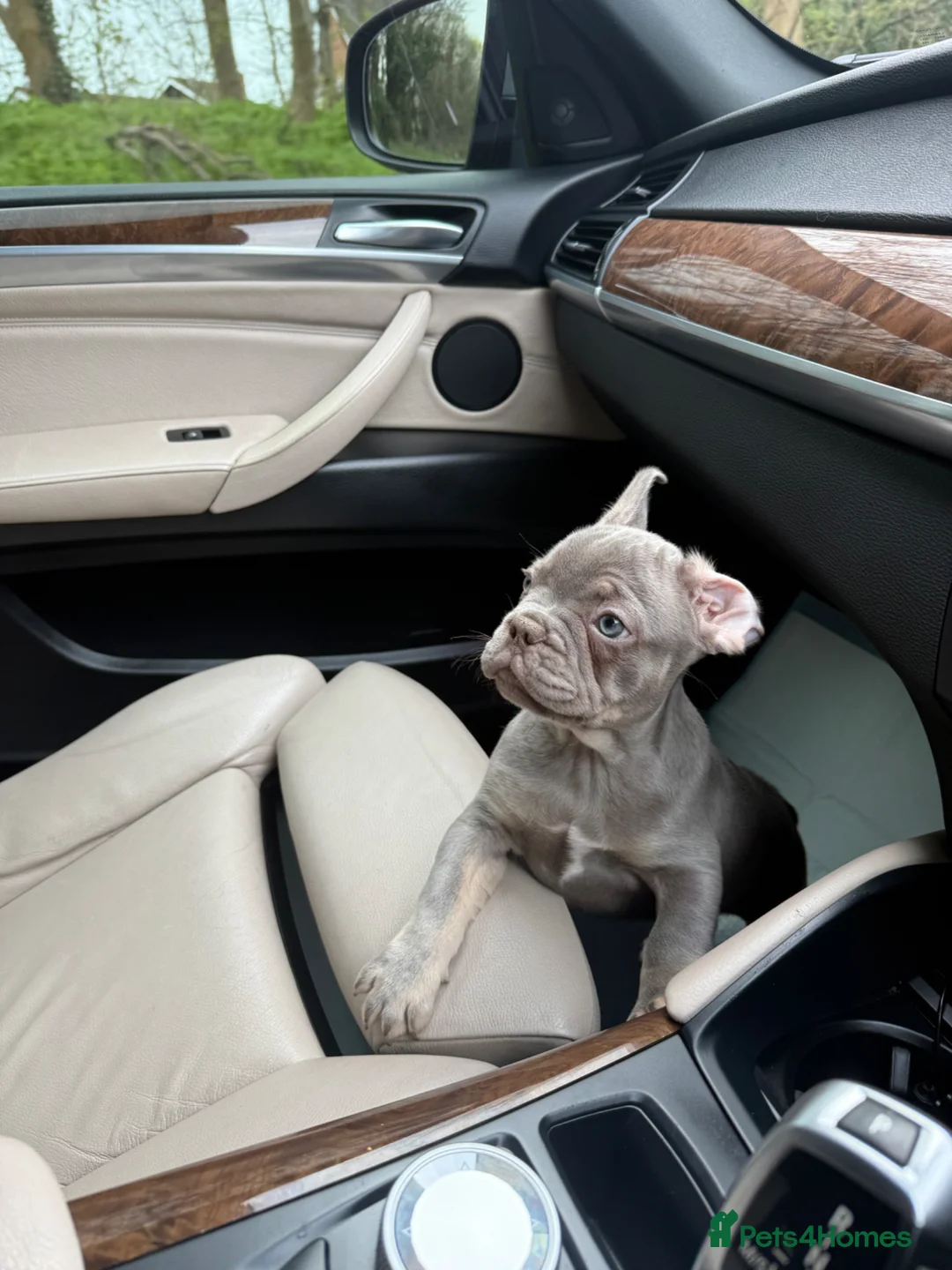 French Bulldog dogs for sale: ✨FrenchBulldog Puppy LilacTan Male Available Now!✨ - Advert 10