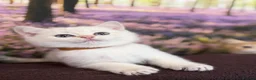 British Shorthair cats for sale: British Shorthair golden blue eyed kittensGCCF - Advert 7