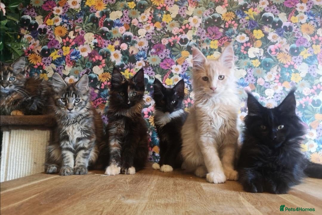 Maine Coon cats Tica, Health Checked Maine Coon kittens - Advert 1