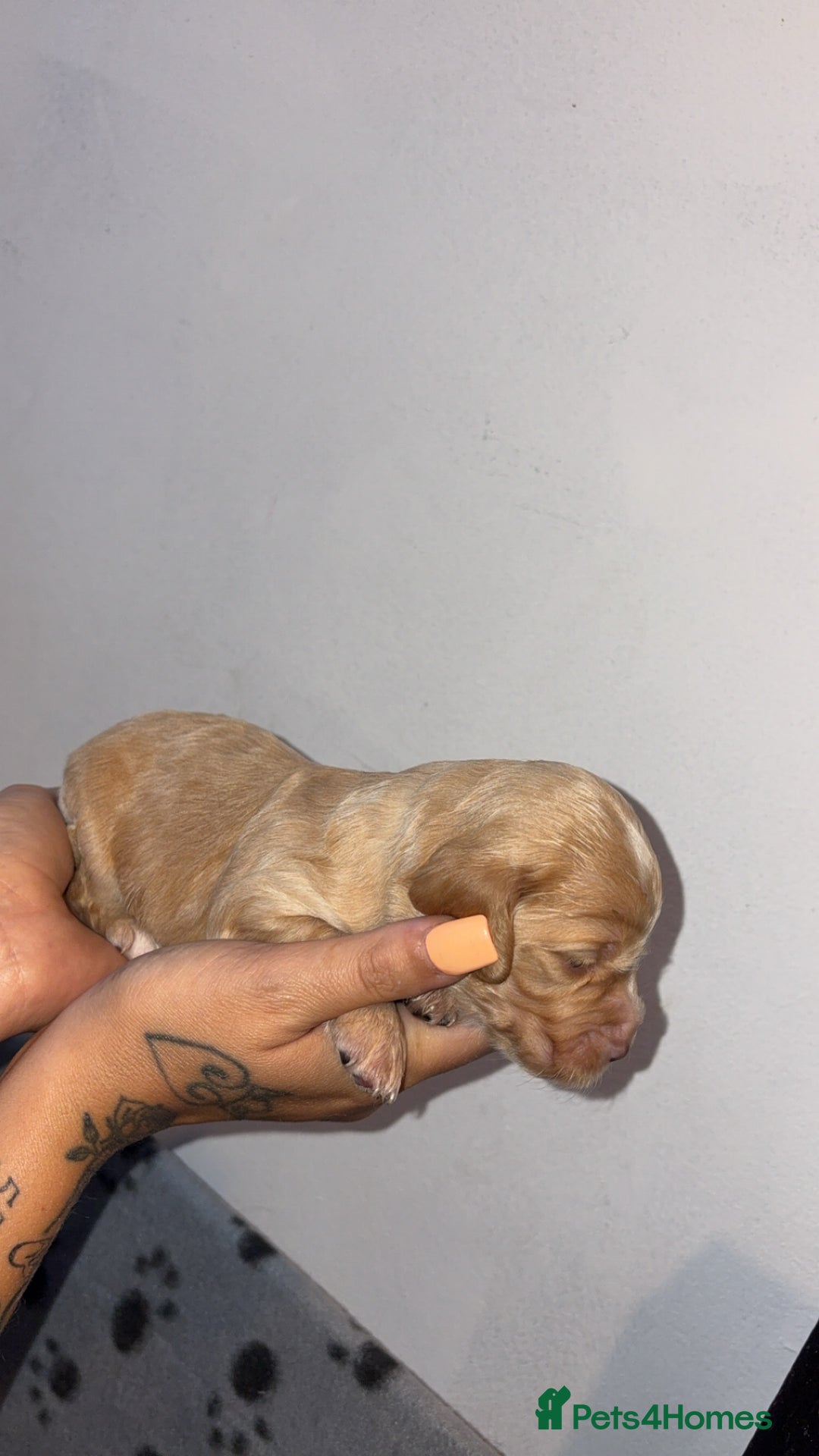 Sprocker dogs for sale: Beautiful Sprocker puppies - Image 10