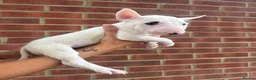 English Bull Terrier dogs for sale: ENGLISH BULL TERRIER PUPPYS - Advert 6