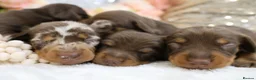 Miniature Dachshund dogs for sale: KC Miniature Dachshund Puppies - Advert 11