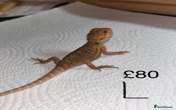 Bearded Dragon reptiles for sale: Various Baby Bearded Dragons For Sale - Advert 25