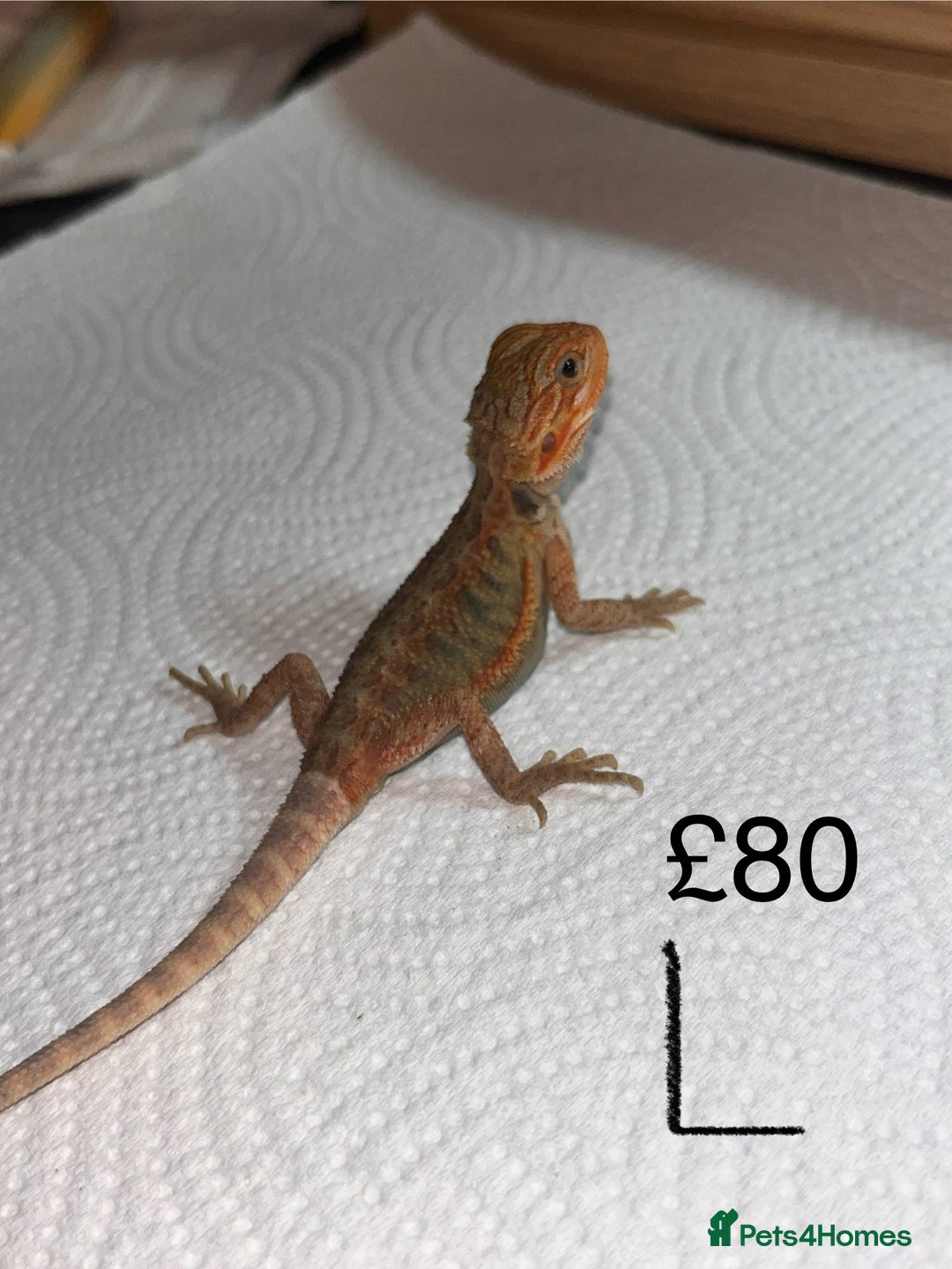 Bearded Dragon reptiles for sale: Various Baby Bearded Dragons For Sale - Advert 25