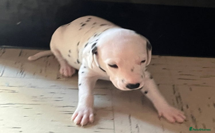 Dalmatian dogs - Advert 1