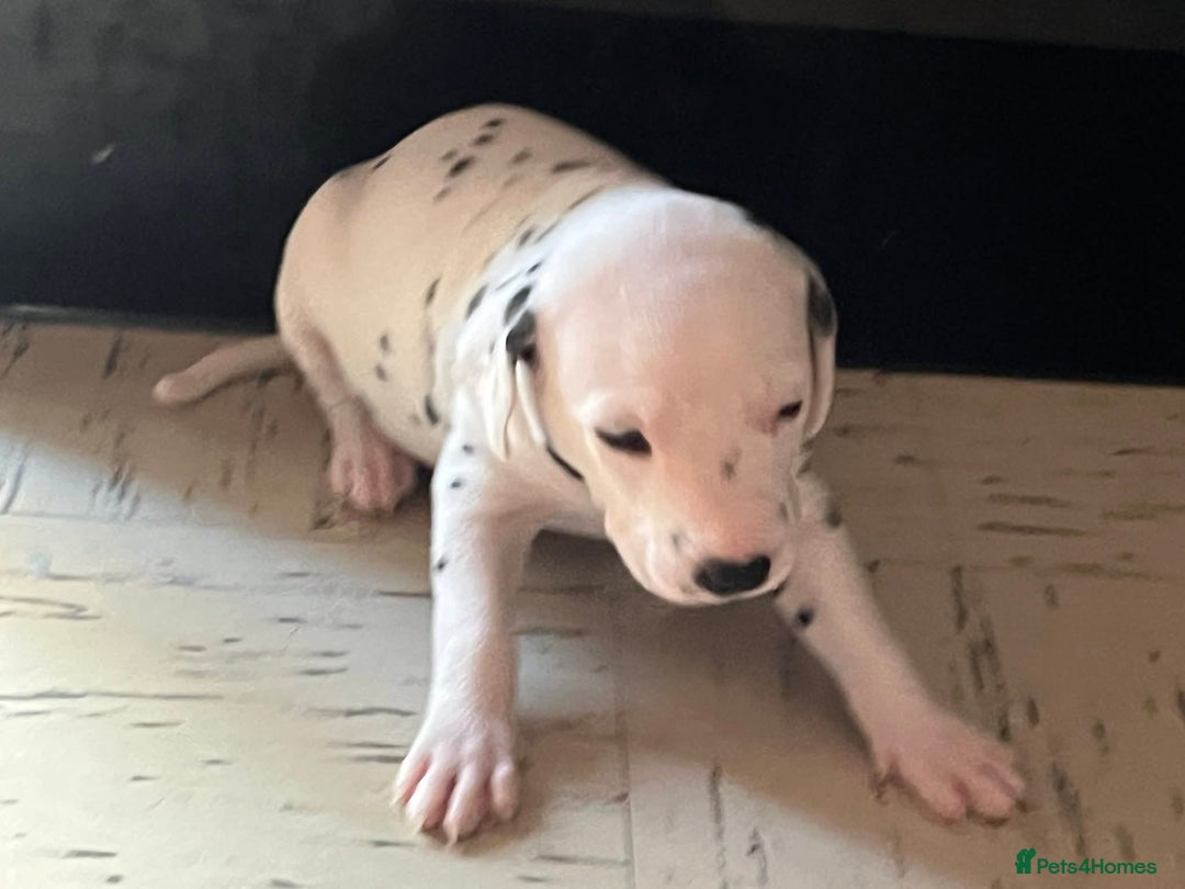 Dalmatian dogs for sale: Puppied - Image 1