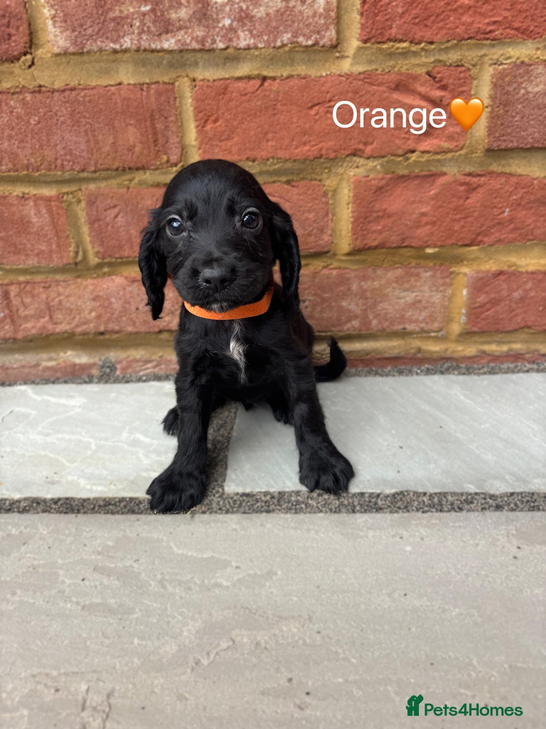 Cocker Spaniel dogs for sale: Beautiful cocker spaniel pups for sale!🐶 - Image 8