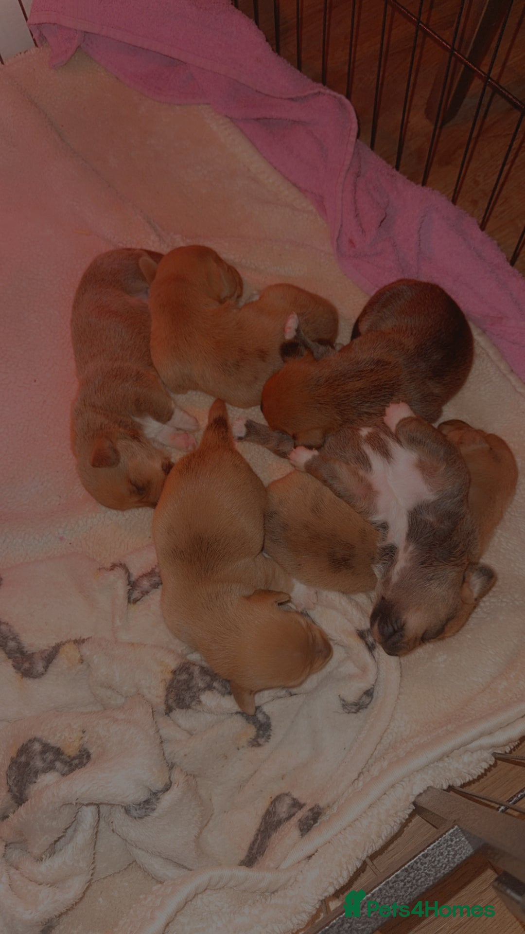 Mixed Breed dogs for sale: 💛Dorgi Puppies🤎 - Image 4