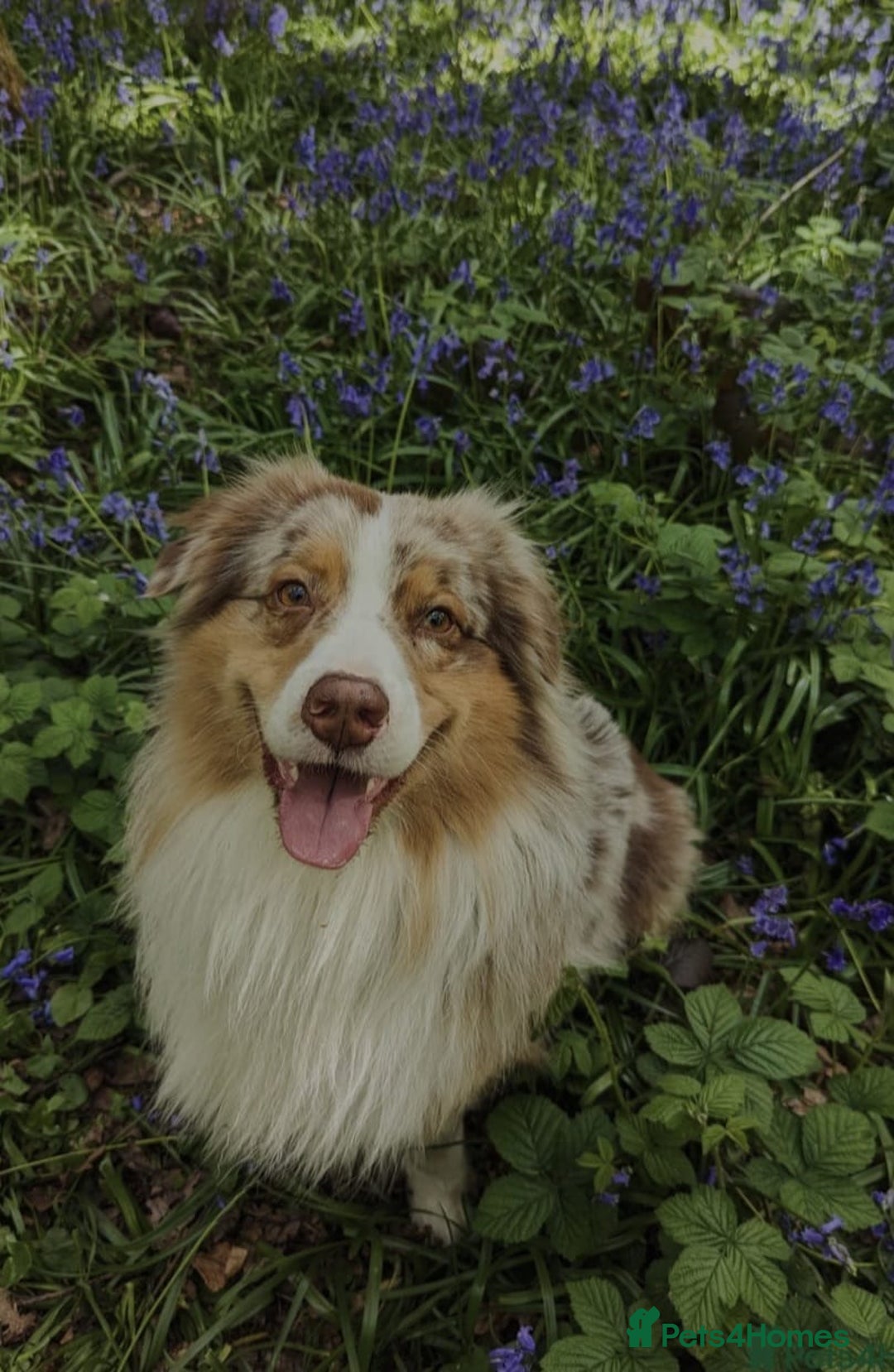 Australian Shepherd dogs for sale: Champion kc registerd pups - Image 10