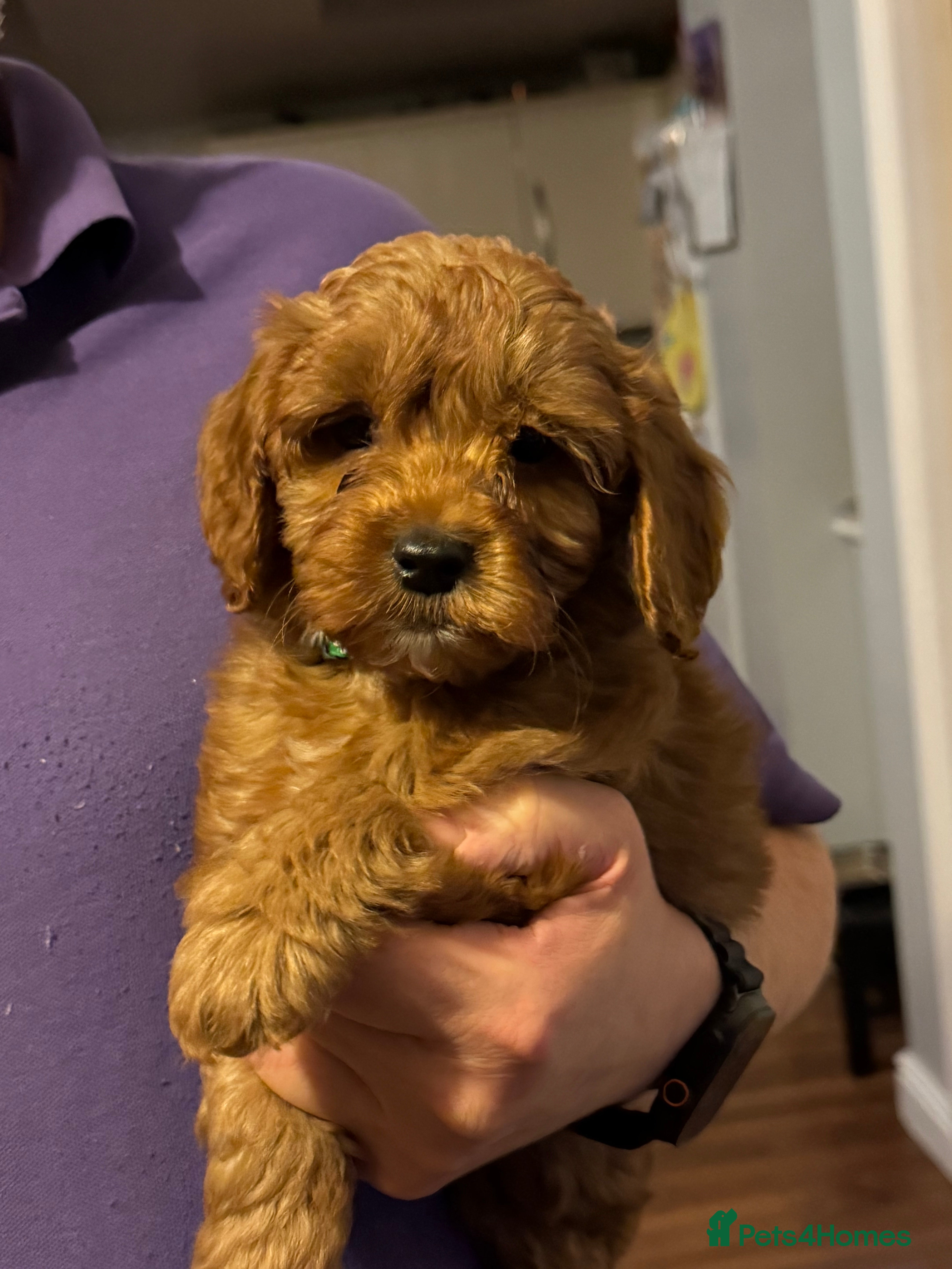 Cockapoo dogs Cockatoo puppies - Advert 10