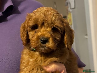 Cockapoo dogs Cockatoo puppies - Advert 17