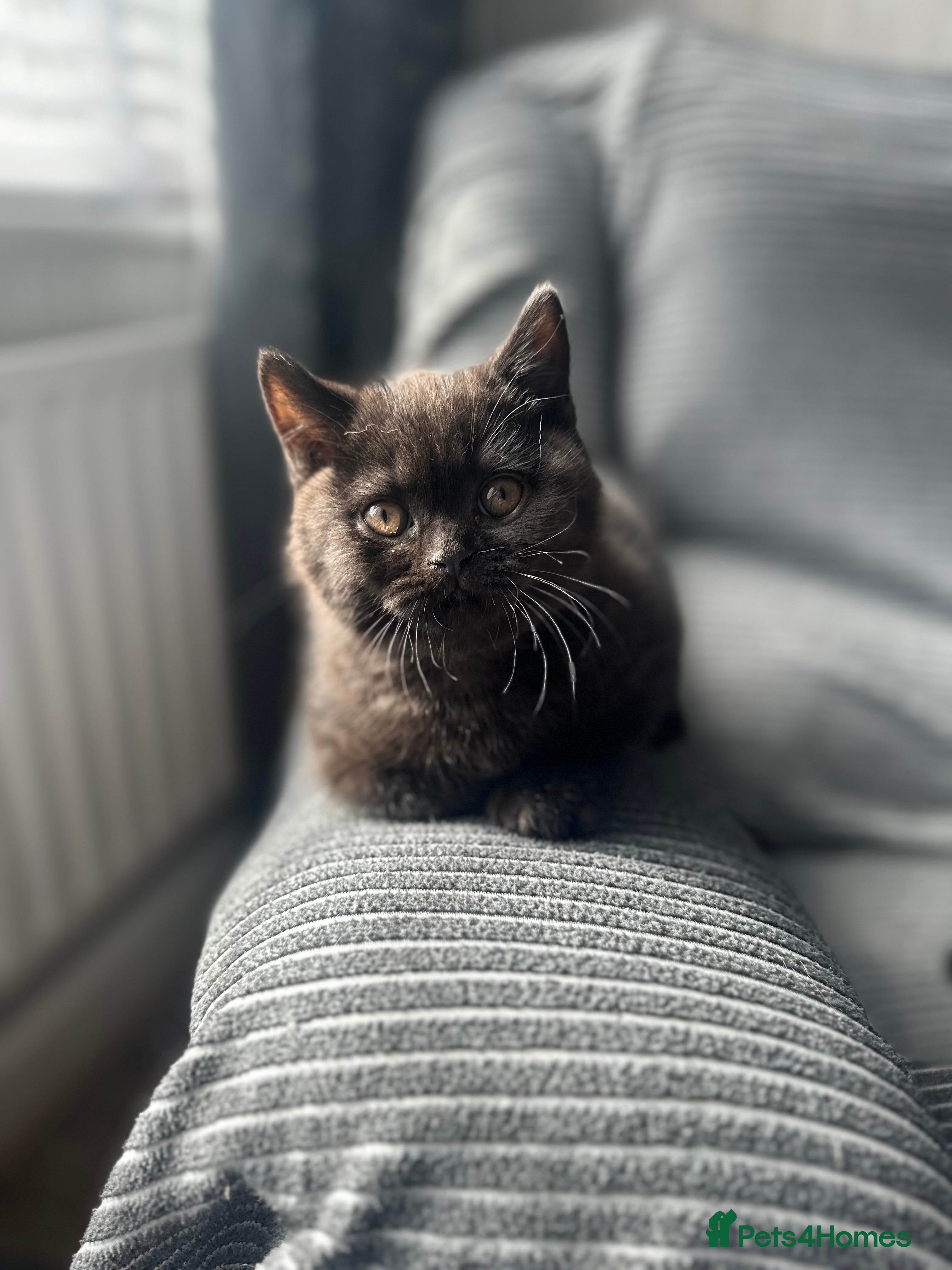 British Shorthair cats GCCF Registered British Shorthair Kittens - Advert 3