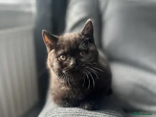 British Shorthair cats GCCF Registered British Shorthair Kittens - Advert 3