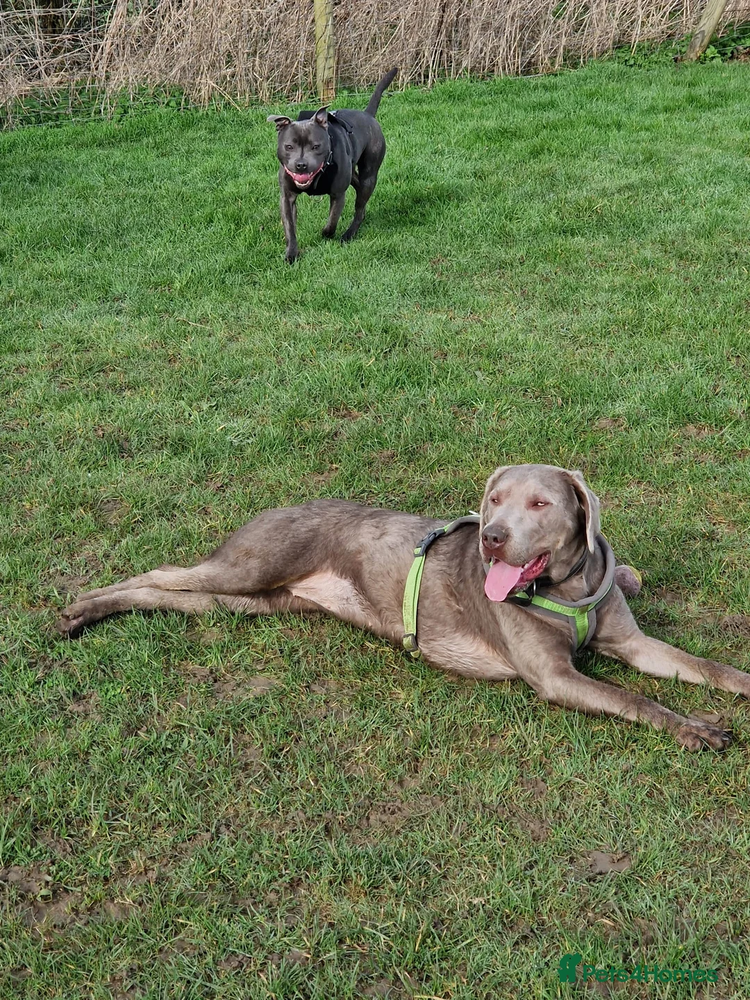 Mixed Breed dogs for sale: Silver Labrador x Blue Staff (Staffador) puppies in Folkestone - Advert 2
