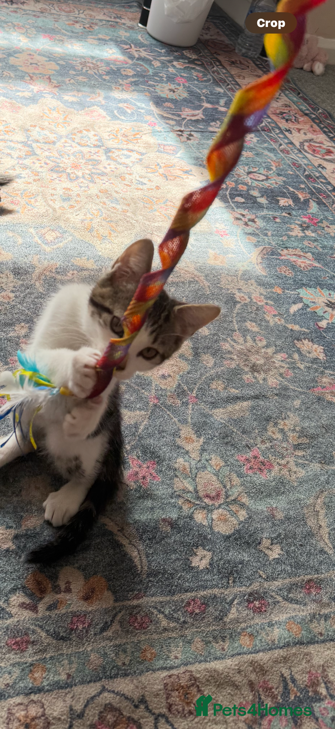 Mixed Breed cats for sale: 15/15 week old kitten  - Image 6