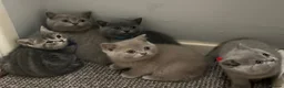 British Shorthair cats for sale: Beautiful British Shorthair kittens - Advert 20