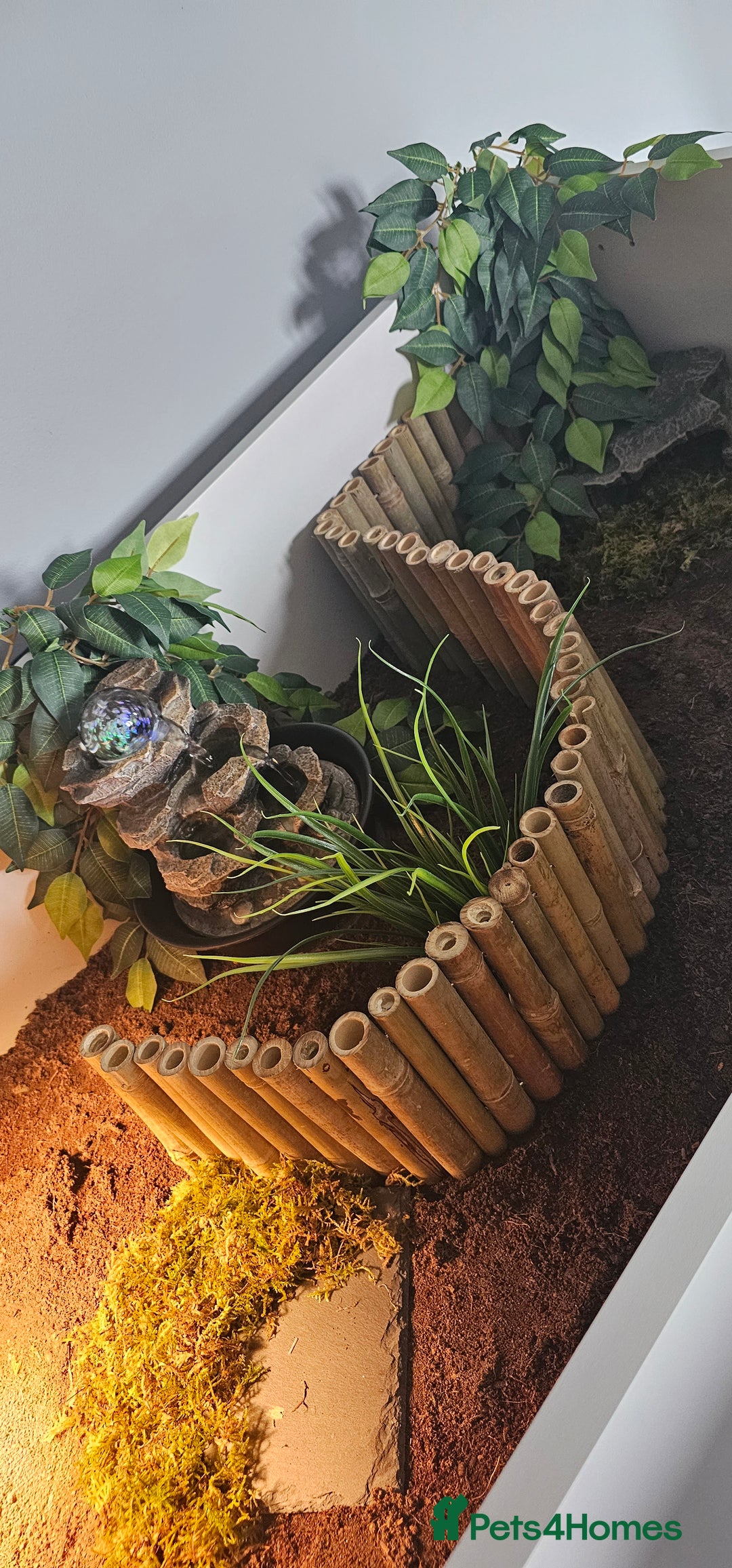 Hermann Tortoise reptiles for sale: Tortoise table full set up - Image 4
