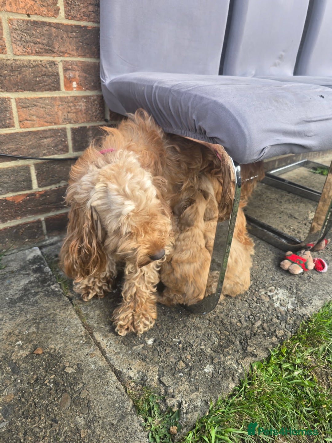 Cockapoo dogs for sale: Puppies  - Image 17