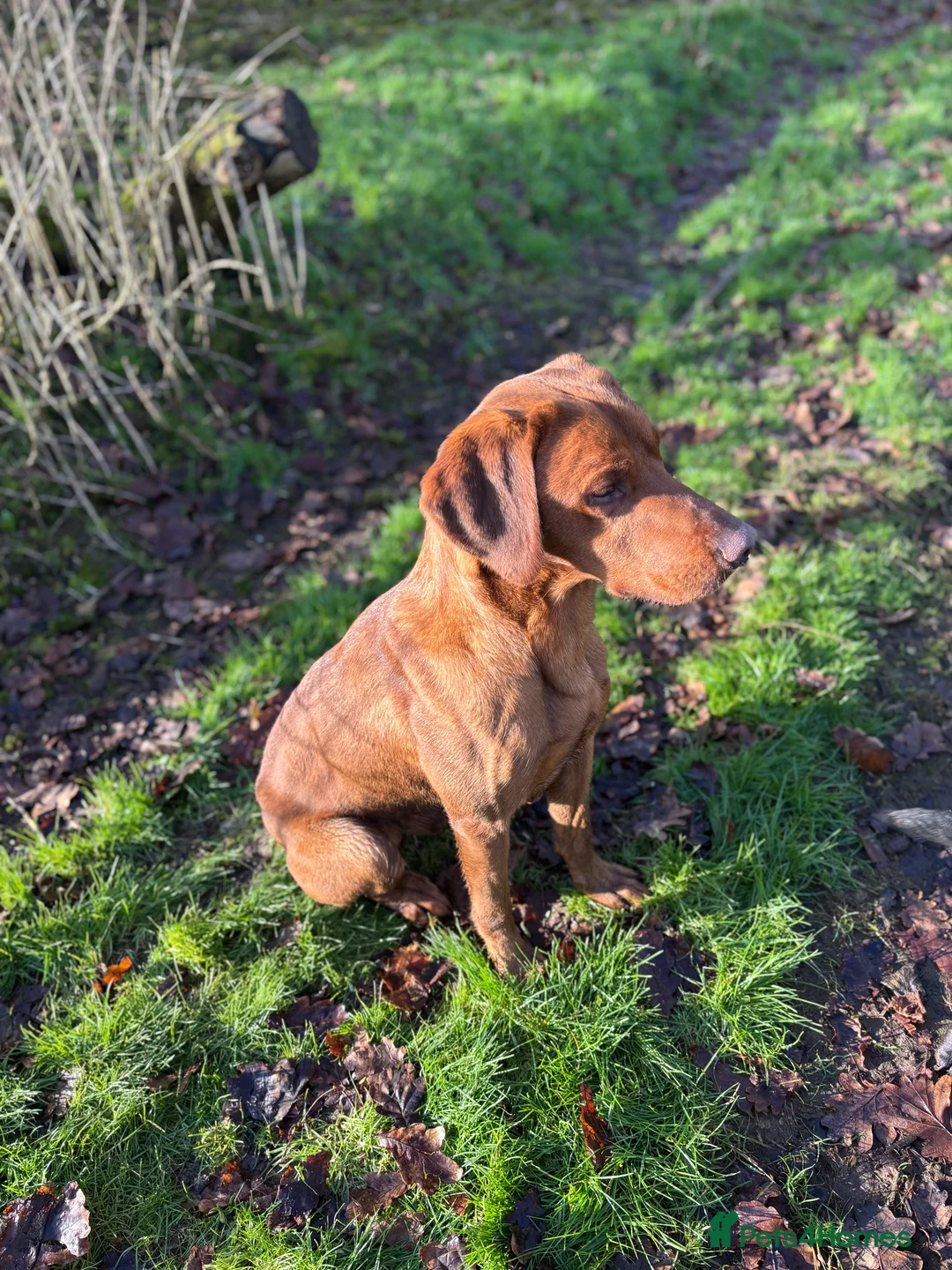 Labrador Retriever dogs for stud: Ozzy-proven health tested stud in Devizes - Advert 6