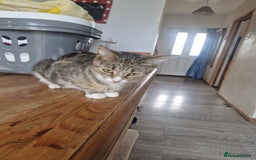 Mixed Breed cats for sale: 2 male 1 female kitten very ready to go - Image 2