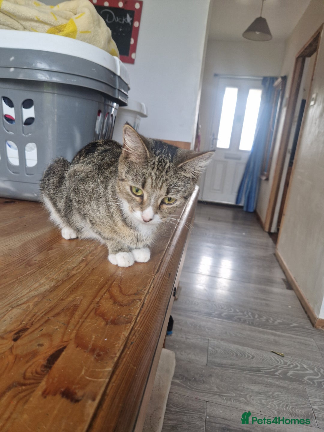 Mixed Breed cats for sale: 2 male 1 female kitten very ready to go - Image 2