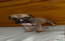 Cane Corso dogs for sale: Cane Corso Puppies for Sale - Image 30