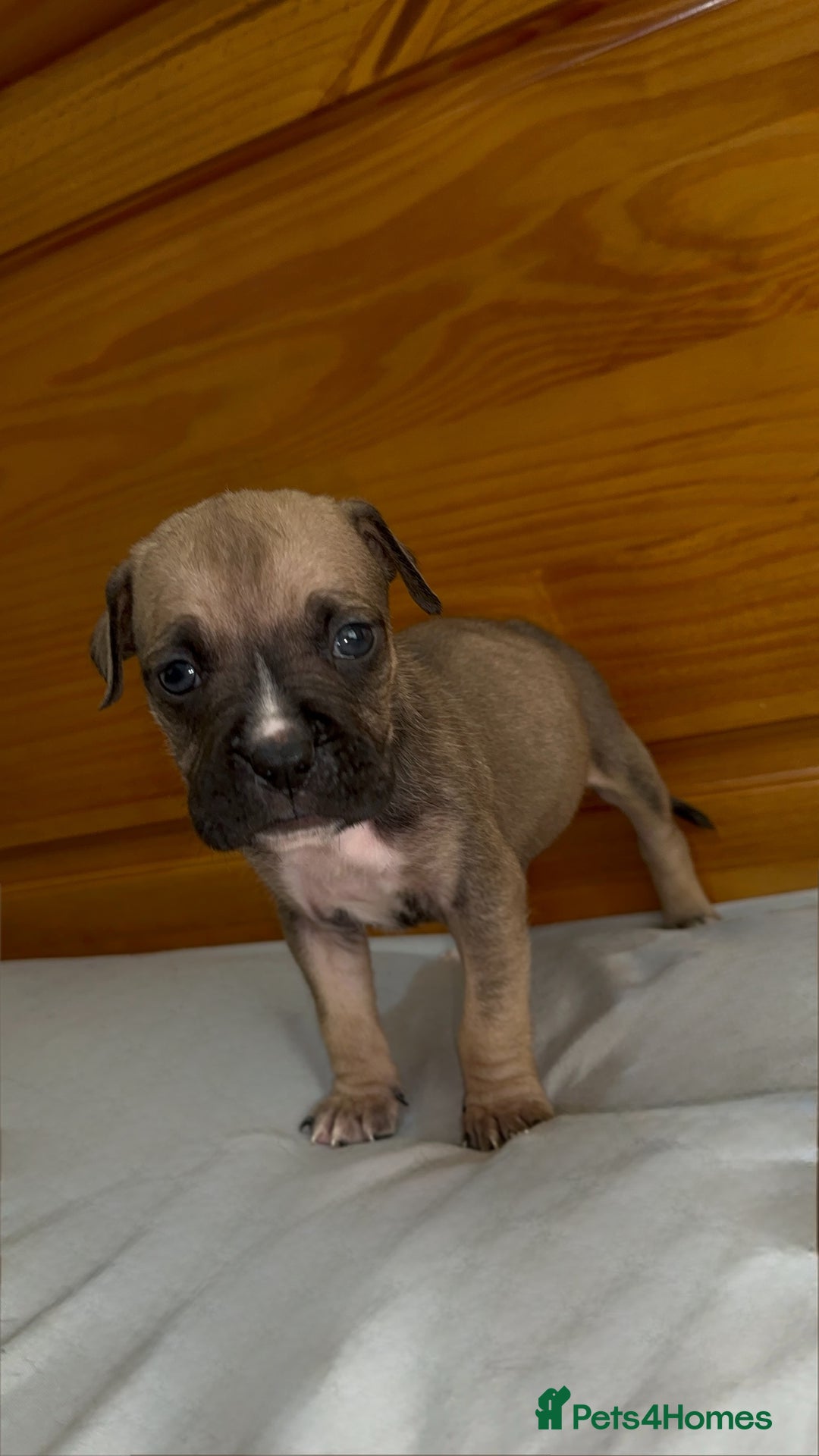 Cane Corso dogs for sale: Cane Corso Puppies for Sale - Image 30