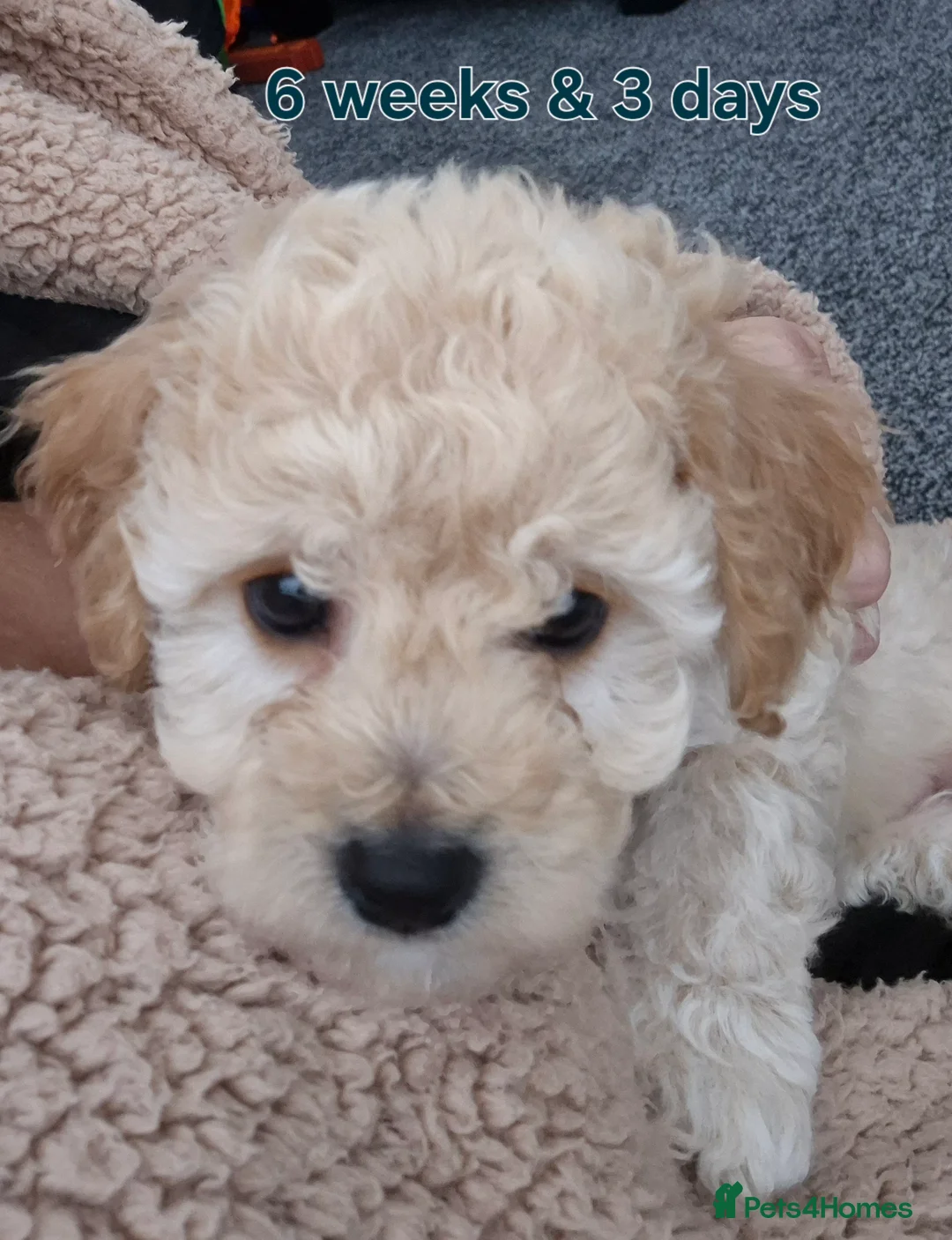 Cavapoochon dogs for sale: Only 1 little girl available now - Advert 2