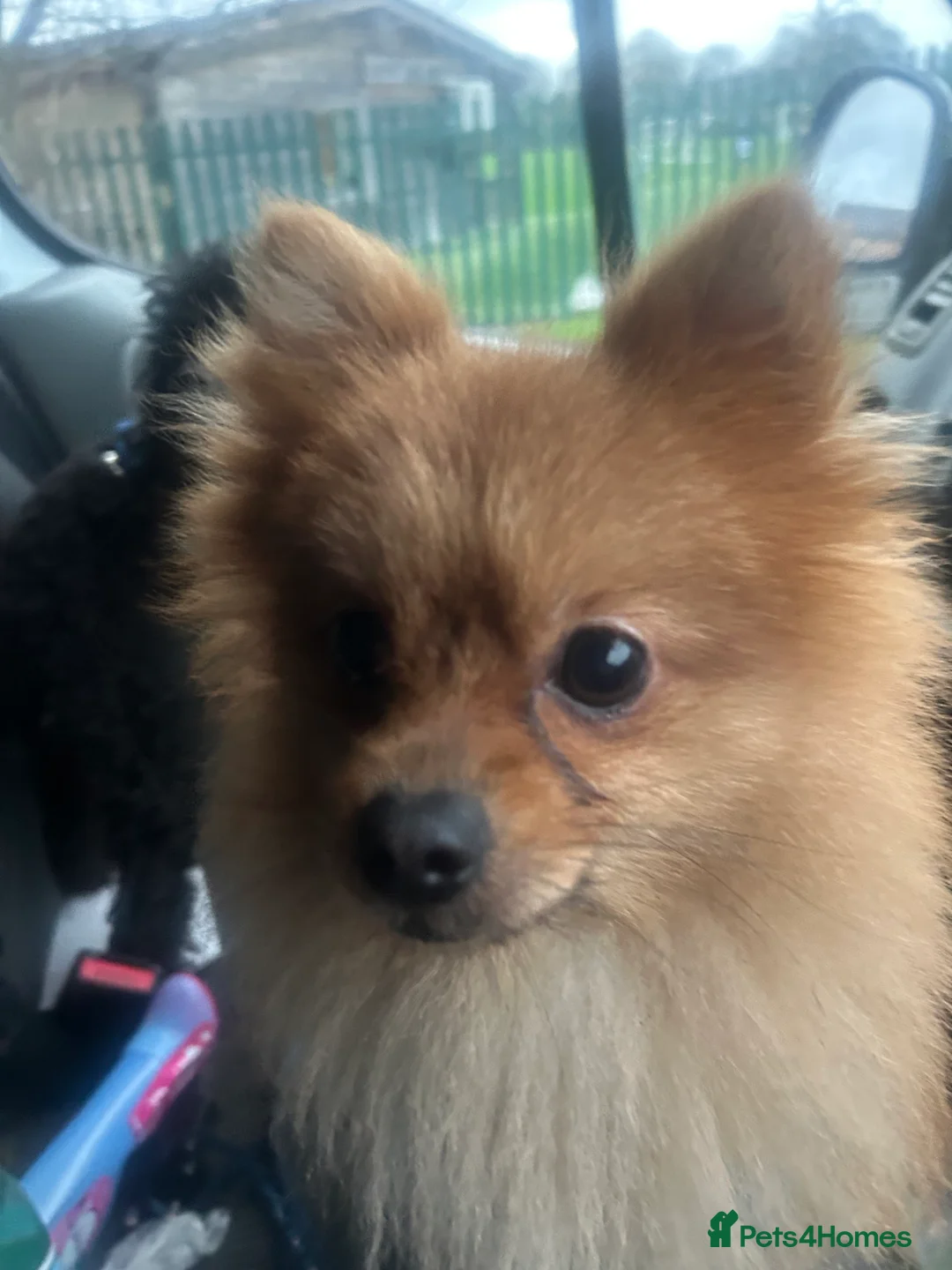Mixed Breed dogs for sale: Gorgeous Pomeranian  - Advert 6