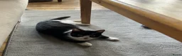 Mixed Breed cats for adoption: Teen Beauty Queen - Advert 4