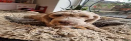 Bocker dogs for sale: Beautiful mix Cocker Spaniel Beagle X - Advert 4