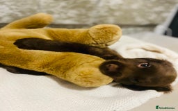 Cocker Spaniel dogs for sale: 3 boys 1 girl Ready to leave show cocker puppies  - Image 1